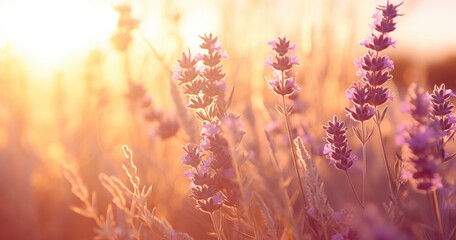 Lavender Blooms Bask in Sunlight - Generative ai