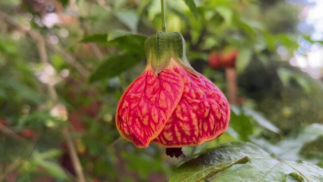 Close Up of Red Vein Chinese Lantern Flower, Abutilon, Blooming