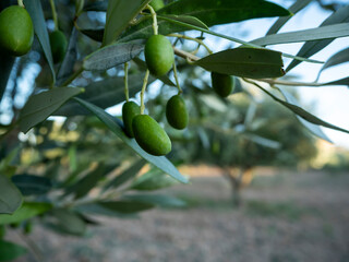 imagen detalle aceitunas verdes en el árbol 