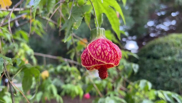 Arc Shot of Abutilon Pictum Flower aka Chinese Lantern, Red and Gold, Blooming
