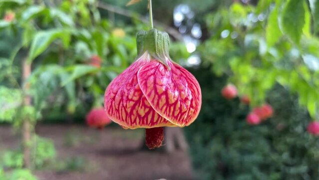 Slow Motion of Chinese Lantern Plant Flower, Red and Gold Bloom