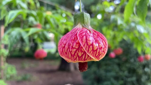 Slow Motion Arc Shot of Callianthe Picta Flower Bloom, Ornamental Red and Gold
