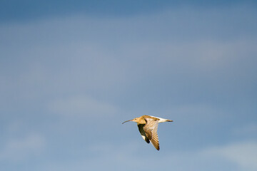 Großer Brachvogel (Numenius arquata) in der Abendsonne	