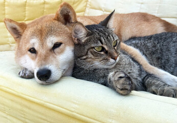 Fototapeta na wymiar Shiba Inu puppy and his friend striped kitten 