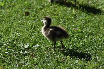 Nice egyptian goose chicks (Alopochen aegyptiaca 