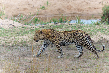 Leopard male walking around the Sand River in Sabi Sands Game Reserve in the Greater Kruger Region in South Africa             