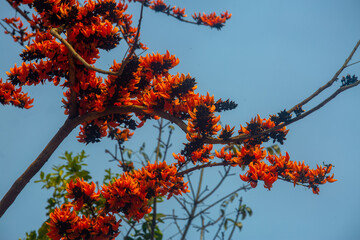 The red-orange Palash flowers have blossomed in the Palash tree. Orange flowers tree view in on midday against the sun.