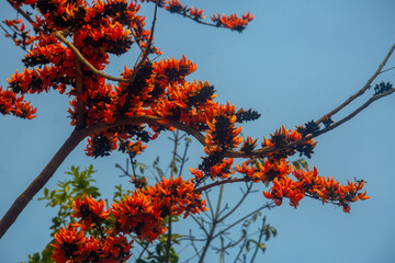 The red-orange Palash flowers have blossomed in the Palash tree. Orange flowers tree view in on...