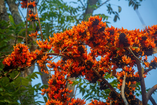 The red-orange Palash flowers have blossomed in the Palash tree. Orange flowers tree view in on midday against the sun.