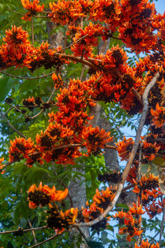 The red-orange Palash flowers have blossomed in the Palash tree. Orange flowers tree view in on midday against the sun.