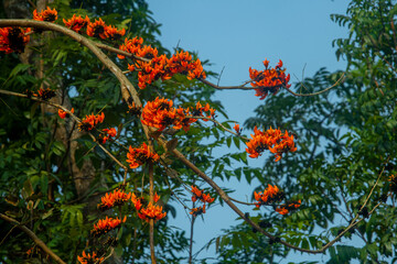 Fototapeta premium The red-orange Palash flowers have blossomed in the Palash tree. Orange flowers tree view in on midday against the sun.