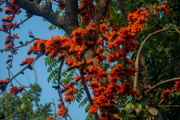 The red-orange Palash flowers have blossomed in the Palash tree. Orange flowers tree view in on midday against the sun. - obrazy, fototapety, plakaty