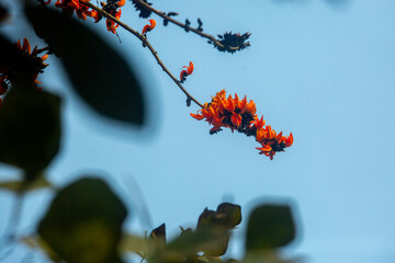 The red-orange Palash flower buds and leaves are hanging in the tree. Bees are extracting honey from red-orange Palash flowers. - obrazy, fototapety, plakaty