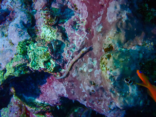 Fototapeta na wymiar Pipe Fish in the Red Sea