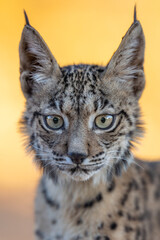 Cachorro de lince ibérico tratando de ver quién se esconde detrás del cristal espía del hide.