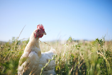 Nature, chicken in field with sky and farming mockup in green countryside, free range agriculture...