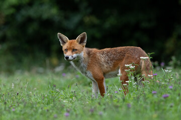 Red Fox (Vulpes vulpes) in a summer meadow at the edge of woodland - 634023613