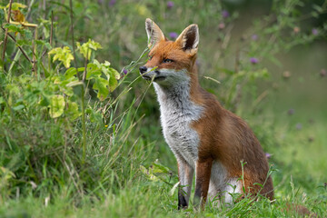 Red Fox (Vulpes vulpes) peering through thick foliage - 634023699