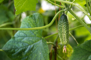 green cucumbers hanging planted in a greenhouse on a sunny day in summer