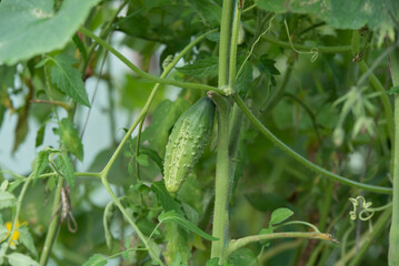 green cucumbers hanging planted in a greenhouse on a sunny day in summer