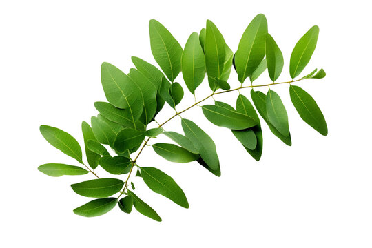 Fototapeta Curry leaves