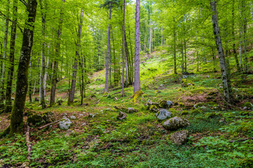 A view of the rock scattered hillside of the Mostnica gorge close to lake Bohinj in Slovenia in...