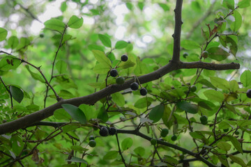 Green plants all over in woods.