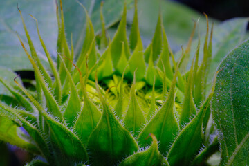 Sunflower Buds, Flower closeup, Macro photo of Sunflower Buds (Helianthus annuus L) which are still green and conical, photographed using a macro lens, Tiny and sharp flower buds. Macro