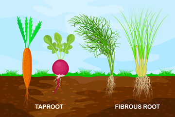 Taproot and fibrous root example comparison. Plant part with main large central root and thin branching system.Plants with different types of root systems.Plants with root structure below ground level