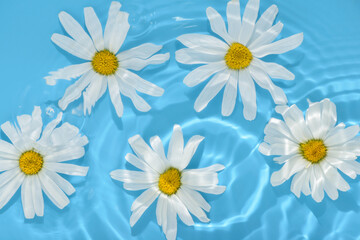 chamomile daisy flowers in ripple water over blue background, beautiful abstract concept for cosmetic body care product