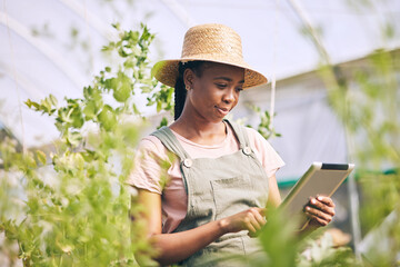 Gardening, research on tablet and black woman on farm checking internet website for information on...