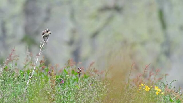The whinchat male in breeding plumage at hunt (Saxicola rubetra)