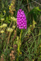Orchis pyramidal sur le causse Méjean à Fraissinet-de-Fourques, Lozère, France