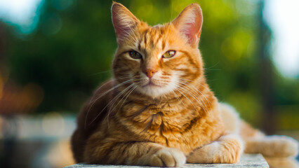 Portrait de Creespy le chat roux, posant sur une clôture  - obrazy, fototapety, plakaty