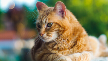 Portrait de Creespy le chat roux, posant sur une clôture 