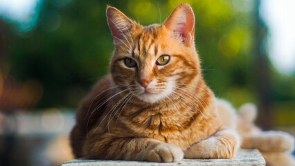 Portrait de Creespy le chat roux, posant sur une clôture 