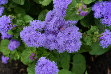 Purple flowers in the summer garden. Bush Ageratum conyzoides. Small ageratum flowers.