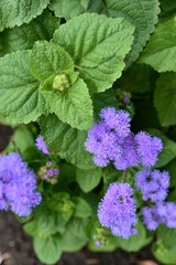 Purple flowers in the summer garden. Bush Ageratum conyzoides. Small ageratum flowers.