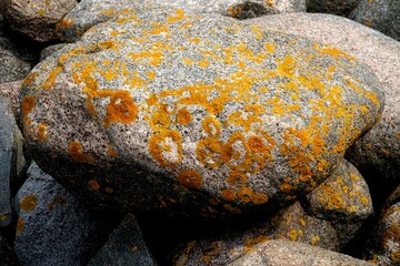 Yellow moss grows on rocks. Yellow fungus cyanobacteria, moss and crustacean lichen on the big stones. Stone surface and texture. - obrazy, fototapety, plakaty