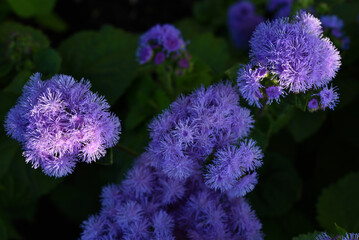 Purple flowers in the summer garden. Bush Ageratum conyzoides. Small ageratum flowers.