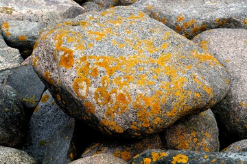 Yellow moss grows on rocks. Yellow fungus cyanobacteria, moss and crustacean lichen on the big stones. Stone surface and texture.