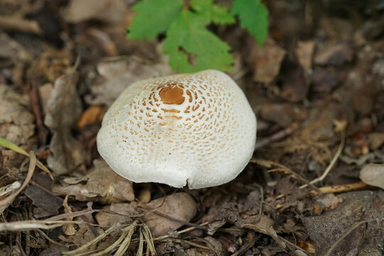 Closeup on a fresh emerging Stinking Dapperling mushroom, Lepiota cristata