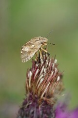 Vertical closeup on an instar, nymph of the striped bug, Graphosoma italicum , on a purple thistle