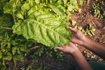 Leaf, agriculture and farm with hands of person for environment, sustainability and nature. Soil,...