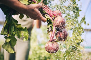 Hand, vegetables and radish, water drops with farming and sustainability, harvest and agro...