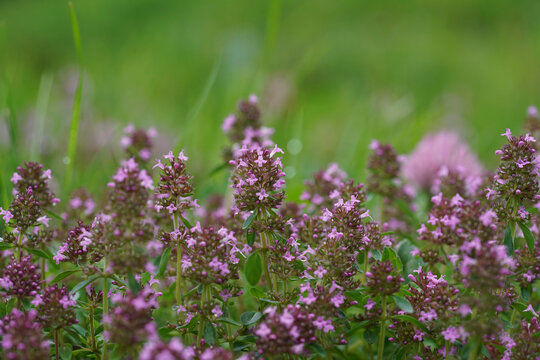 Closeup on blossoming broad-leaved or lemon thyme, Thymus pulegioides in a meadow
