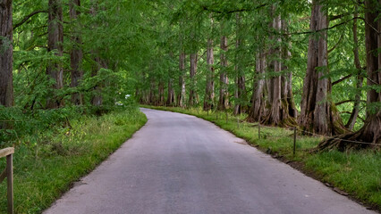 Obraz premium Sailing Trip to Lake of Constance