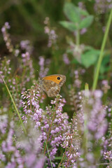 Closeup on an Orange Gatekeepor butterfly, Pyronia tithonus on common heather, flowers