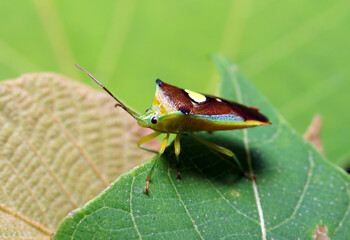 Cute yellow heart marking Esakimonkitsunokamemushi(Sastragala esakii)  on the leaf shade  (Wildlife...