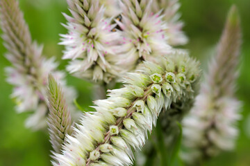 White and pink flowerheads of silver cockscomb (Sunny nature closeup macro photograph)
